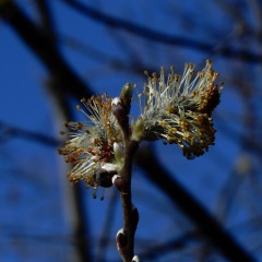 Willow catkins ©DenisLaplante