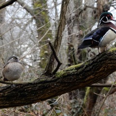 Wood Ducks ©DenisLaplante