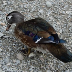 Wood duck female ©DenisLaplante