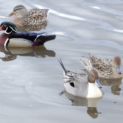 Wood Ducks + Pintails ©DenisLaplante