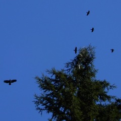 Eagle & Ravens ©Denis Laplante