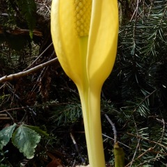 Swamp_Lantern_6218