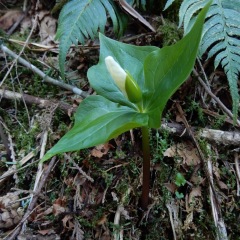 Trillium_bud_6208