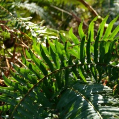 ferncurve ©Bettina_Matzkuhn