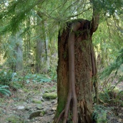 Leggy Tree ©Bettina_Matzkuhn