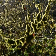 Woolly Moss ©Bettina_Matzkuhn