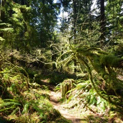 Forest path ©Bettina Matzkuhn
