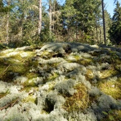 Lichens ©Bettina Matzkuhn