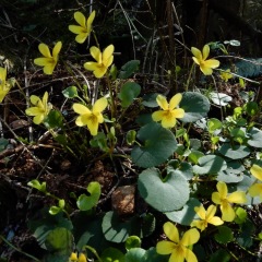 Evergreen-Violets_6456