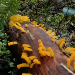 Jelly-fungus_6457
