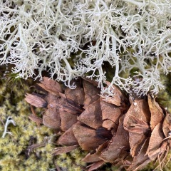 Lichen_1263
