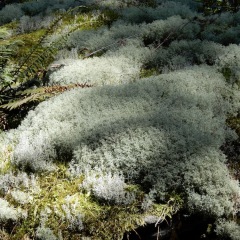 Lichen_6452