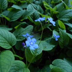 Omphalodes_6446