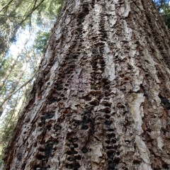 Sapsucker-holes_6454