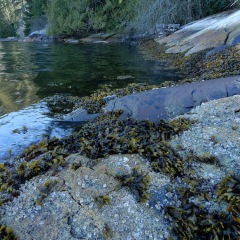 Seaweed_6442