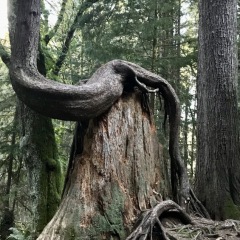 Twisted-tree__1985