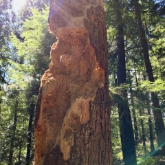 Woodpeckered-tree__1992