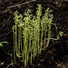 ElkMtn_CoralRoot_DLaplante_6663