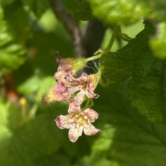ElkMtn_Currant_TGagne_1676