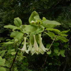 ElkMtn_Honeysuckle_Dlaplante_6684