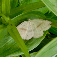 ElkMtn_Moth_DLaplante_6675