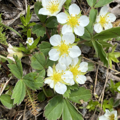 ElkMtn_Strawberry_TGagne_1666