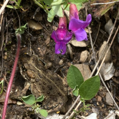 ElkMtn_Toad_TGagne_1639