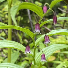 ElkMtn_TwistedStalk_DLaplante_1643