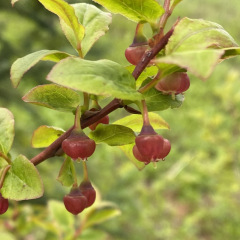 ElkMtn_Vaccinium-Flower_TGagne_1652