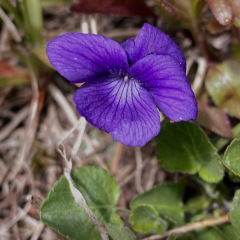 ElkMtn_Violet_TGagne_1682