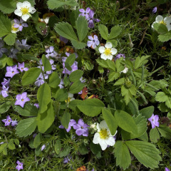 ElkMtn_flowers_TGagne_1635