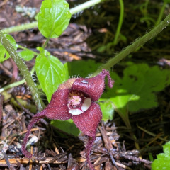 ElkMtn_ginger_TGagne_1620