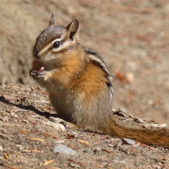Chipmunk ©Elly Brok