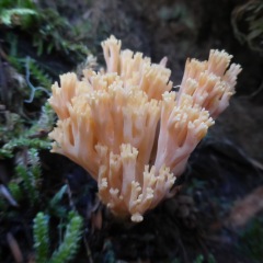 Coral fungus ©Elly Brok