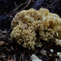 Coral fungus - not a cauliflower.