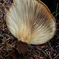 DSCN5950