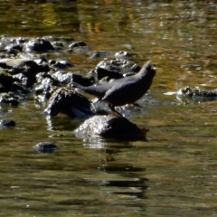 DSCN5972