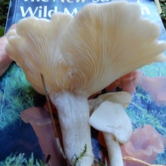 Mushroom_DL_5985