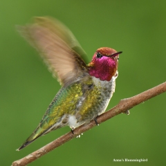 Anna's Hummingbird