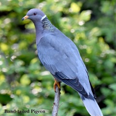 Band-tailed Pigeon