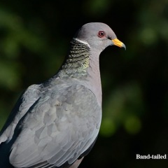 Band-tailed Pigeon