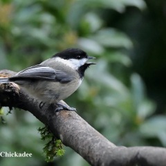 Black-capped Chickadee
