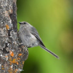 Bushtit