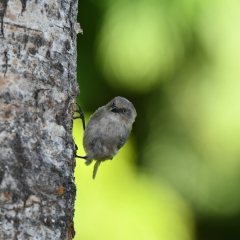 Bushtit