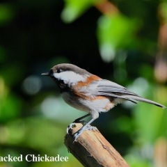 Chestnut-backed Chickadee
