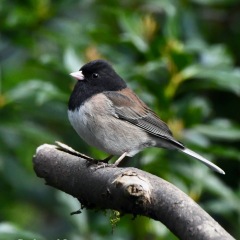 Dark-eyed Junco