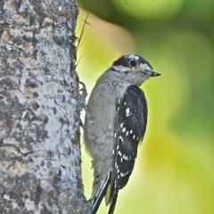 Downy Woodpecker