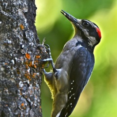 Hairy Woodpecker