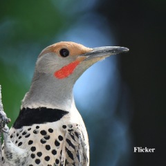 Northern Flicker