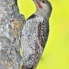Northern Flicker